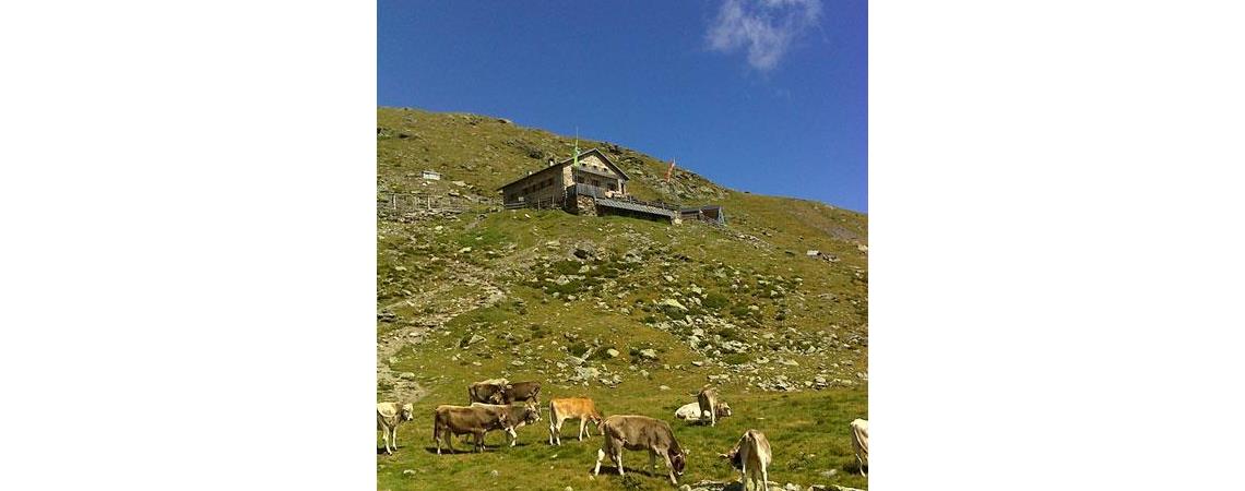 Mucche al pascolo su un prato alpino sotto un rifugio con cielo sereno.