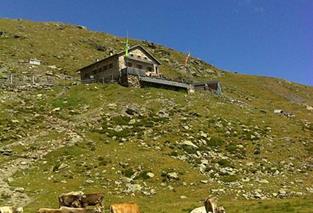 Kühe weiden auf Almwiese unterhalb einer Berghütte bei klarem Himmel.