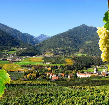 wei-wein-eisacktal-06-nur-fu-r-granpanorama-hotel-stephanshof-verwenden