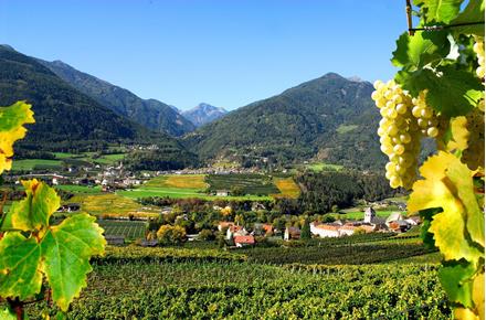 wei-wein-eisacktal-06-nur-fu-r-granpanorama-hotel-stephanshof-verwenden