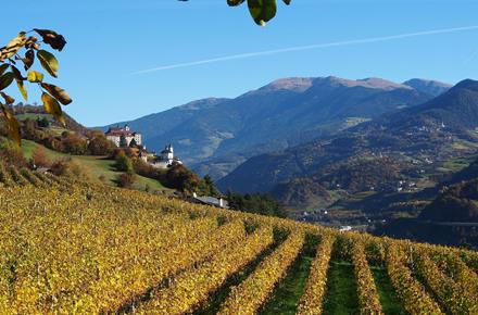 Vineyards in the Eisacktal Valley