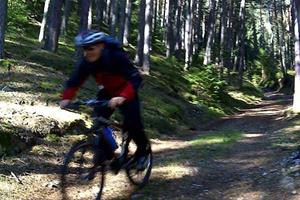 A mountain biker in a forest