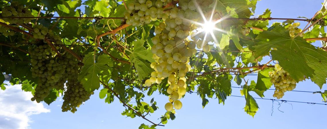 White grapes