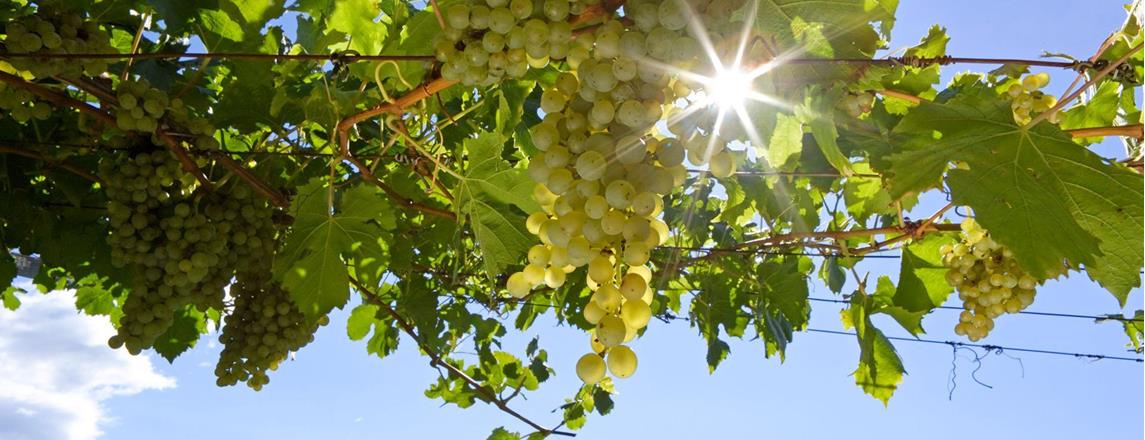 White grapes