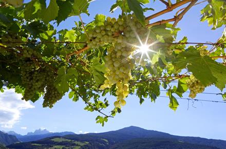 White grapes