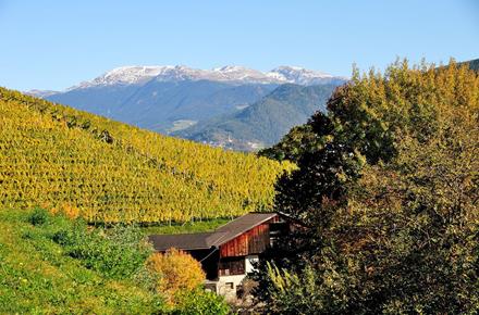 wei-wein-eisacktal-07-nur-fu-r-granpanorama-hotel-stephanshof-verwenden