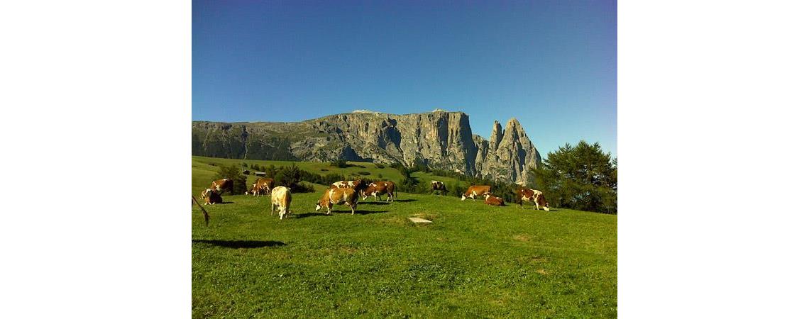 Cows on an alpine meadow in front of the Sciliar