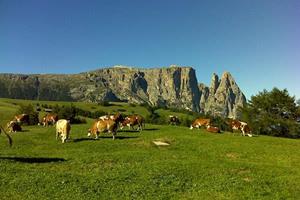 Cows on an alpine meadow in front of the Sciliar