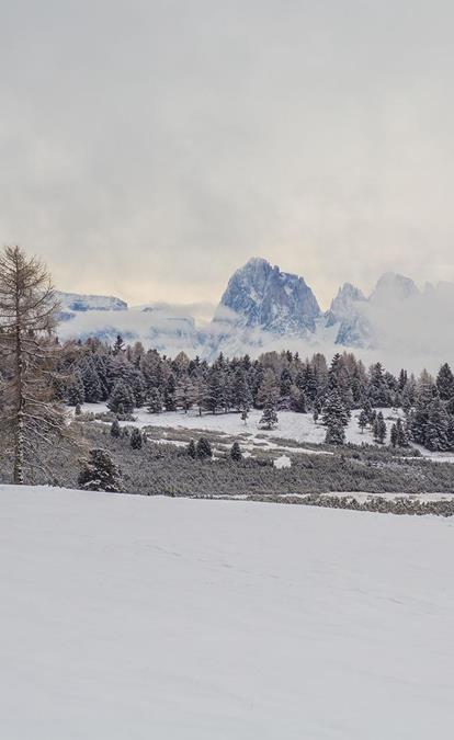 Snowy winter landscape with conifer forest and Dolomites in the background.