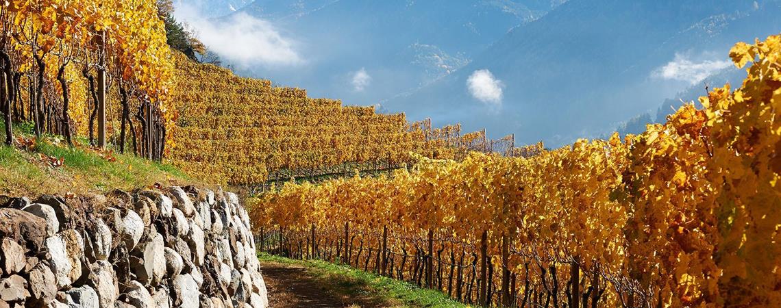 Ein Weinberg im Herbst