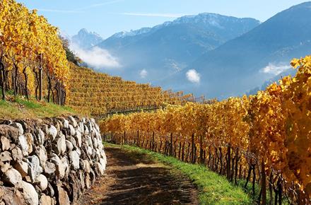 Ein Weinberg im Herbst