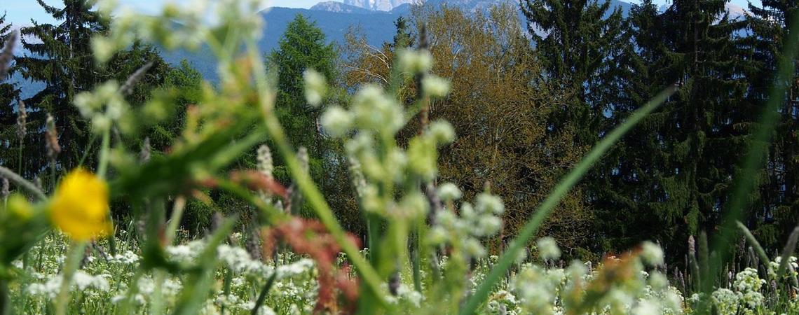 Panorama im Sommer