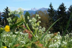 Panorama im Sommer