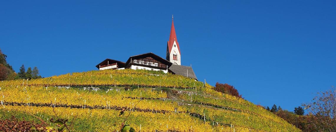 Vigneti in autunno